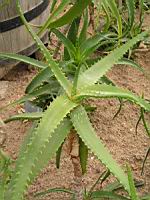 Aloe Camperi (f. Undulata) (fam Asphodelacees) (Afrique tropicale) (02) (Photo F. Mrugala)